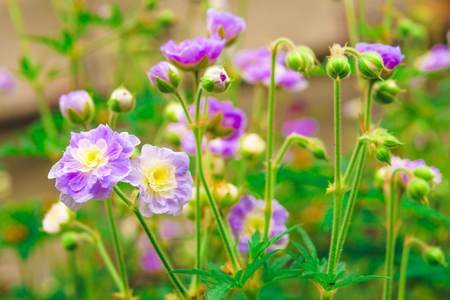 Pink Geraniums flowers under the summer sunlight. Perfect image for: Bush of flowering Geranium maculatum, the Spotted.の写真素材