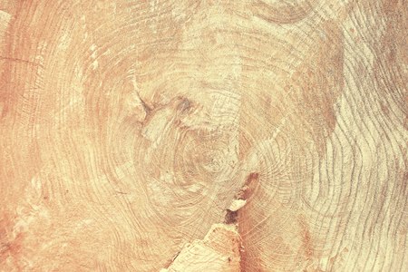 Top view of tree stump. Close up wood texture of cut tree trunk. Background Textureの写真素材