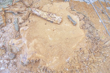 Top view of tree stump. Cut a lot of tree. Cross section of tree trunk. Used for garden drop of, interior. Yellow sawdust texture finely. Wooden background. Texture. Tree stump background eco conceptの写真素材