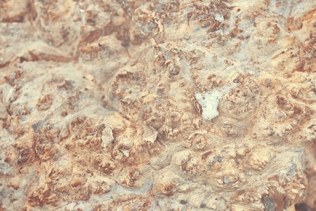 Wood texture of cut tree trunk, close-up. Bark texture background pattern crack old brown.の写真素材