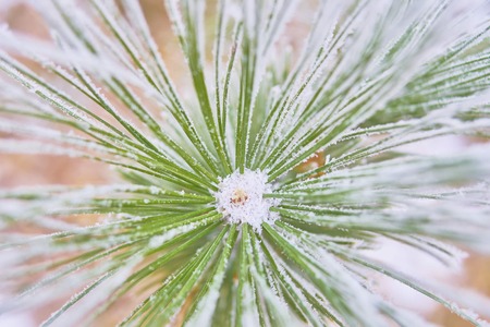 Coniferous branches covered with hoarfrost. Branch of spruce tree with white snow. Winter fir tree in the frost. Christmas tree branches of conifer tree in snow for New Year close-up.の写真素材