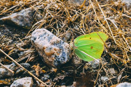 Butterfly sucks on minerals from rocks. Frozen ground with frozen leaves ,stones, sticks and straw.の写真素材