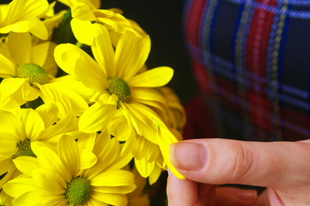 Woman holds a yellow chrysanthemum and tears off one petalの写真素材