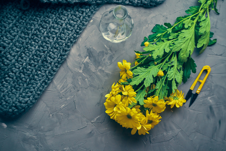 Prepare yellow chrysanthemum flowers with scissors and a transparent vase on the loft tableの写真素材