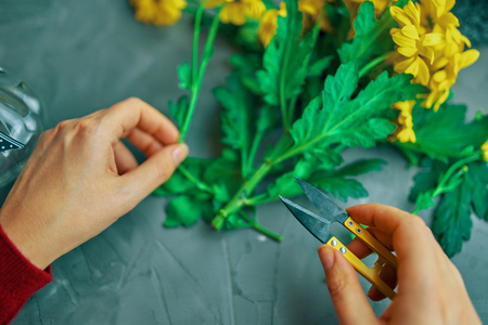 Woman cuts the yellow chrysanthemum flowers for a vase on an antique loft tableの写真素材