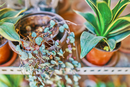 Tseropegiya Voodoo. Plant tseropegiya in a brown pot standing on wooden table.の写真素材
