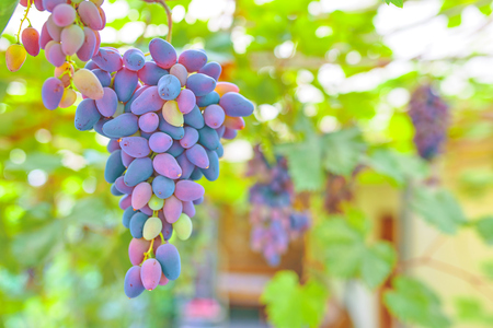 Grapes. Red wine grapes on old vine.の写真素材