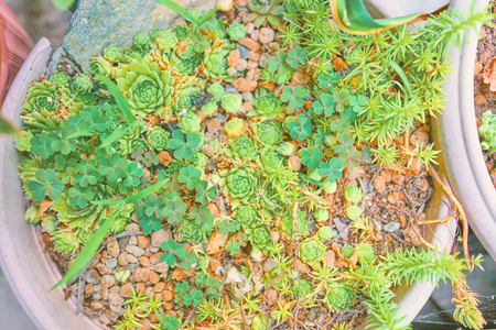 Stone rose. Rejuvenated. Beautiful green grass rejuvenated. Lawn photographed close up.の写真素材
