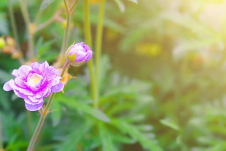 Pink Geraniums flowers in nature. Two Blue cranesbill flowers, Geranium Blue on a natural green background.の写真素材