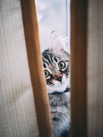 Top view Funny resting cat in the balcony on sunny hot summer day, young kitten in the terrace.の写真素材