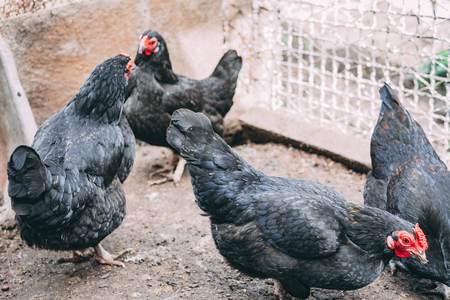 A group of free-range black hens at the home farmの写真素材