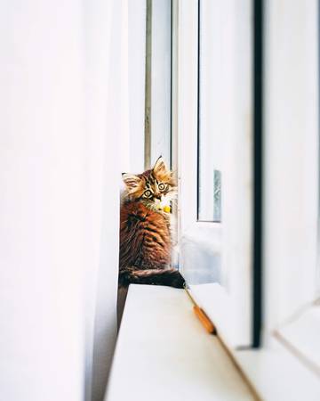 Funny resting cat in the balcony on sunny hot summer day, young kitten in the terrace.