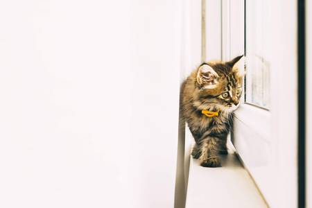 Fluffy gray kitty walks on the balcony. Summer day. Copy space for text.の写真素材