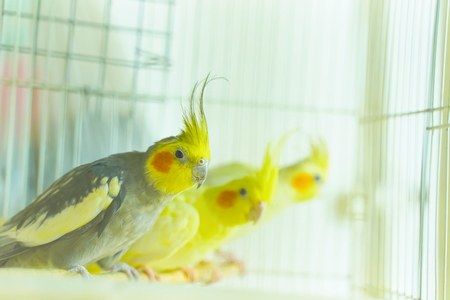 Three parrot corrals sit and swing in a cageの写真素材
