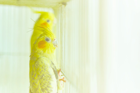 Yellow parrot Corella holding the edge of the cage next to other birdsの写真素材