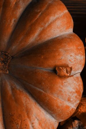 A bunch of pumpkins and apples. Halloween pumpkins on wooden table against dark background.の写真素材