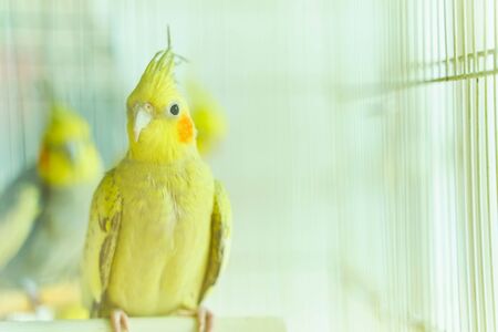 Yellow parrot Corella sitting swinging in a cage next to other birdsの写真素材
