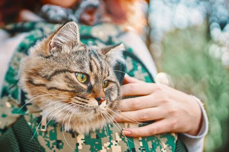 Tabby cat in a bag. Cat on the walk, looking out of the backpack, walk with a cat in the Park on a summer day.の写真素材