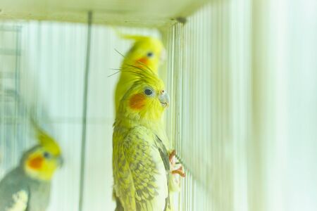 Yellow parrot Corella holding the edge of the cage next to other birdsの写真素材