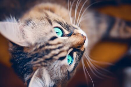 Portrait of Grey cat with green toxic eyes animal striped cute sweet.の写真素材