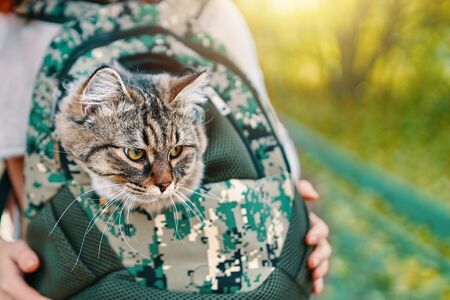 Tabby cat in a bag. The cat went for a walk in his travel bag.の写真素材