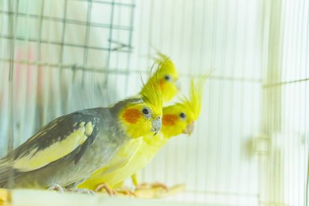 Group of parrot corrals sit and swing in a cageの写真素材