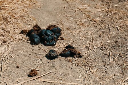 Horse dung or manure. A pile of horse dung or manure on the ground.の写真素材