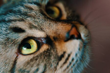 Striped fluffy cat. Small striped fluffy cat in the room, portrait close-upの写真素材