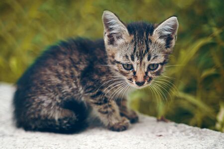 The stray kitten. Gray tabby stray kitten with big green eyes on the street.の写真素材
