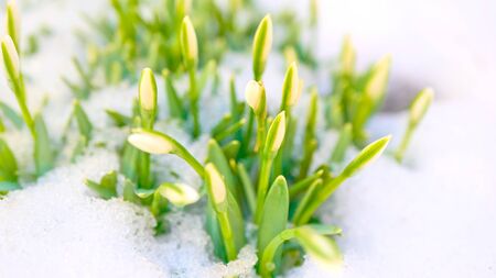 Galantus. Snowdrop flowers growing out of the snow.の写真素材
