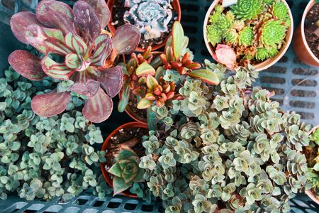 Green succulents. Group of healthy green succulents
