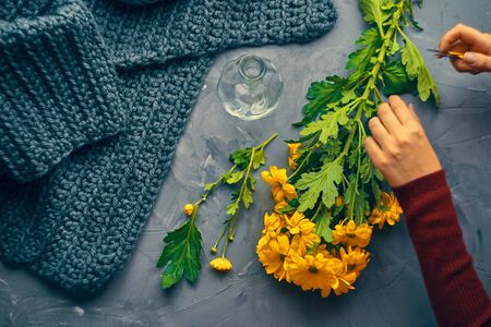 Woman cuts the yellow chrysanthemum flowers for a vase on an antique loft tableの写真素材
