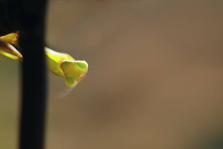 An insect on the street. Grasshopper posing for the camera.の写真素材