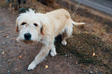 Lost dog. Wayward hound is looking for its owner.の写真素材