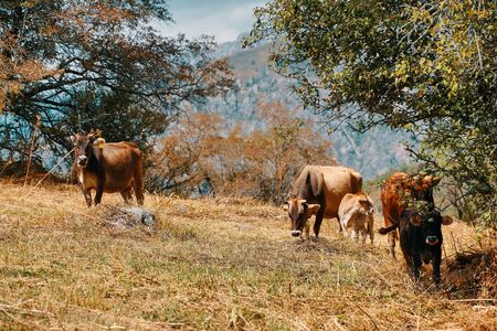 Herd of cows. Kine graze in the fresh air.の写真素材