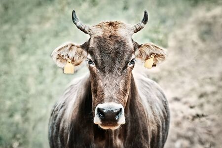 Cow with ear tags. Bovine, brown with yellow tags in front of field.の写真素材