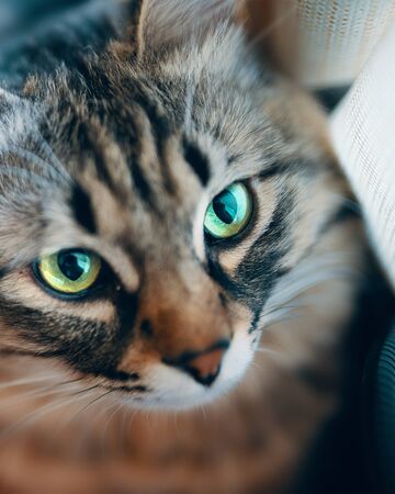 Grey cat animal striped cute sweet. Verticalの写真素材