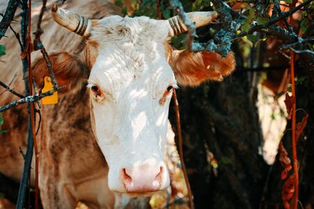 Cow with ear tags. Portrait of a bovine in the bushes.の写真素材