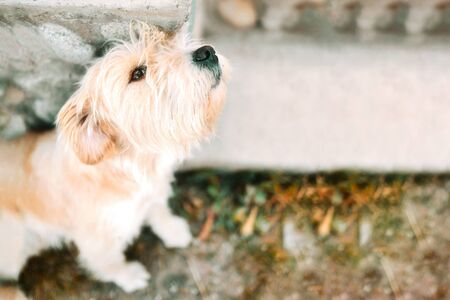Lost dog. The hound misses his home.の写真素材