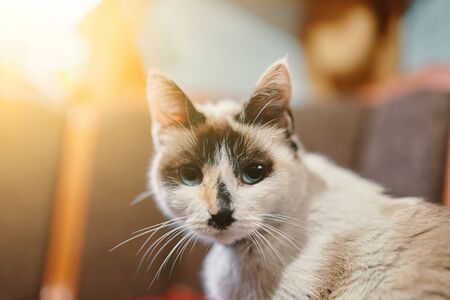 White cat. Cute blue eyes cat sitting on sofa.の写真素材