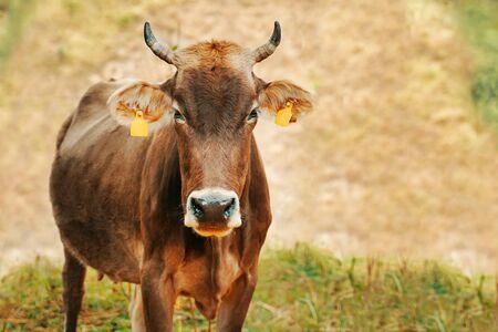 Cow with ear tags. A cow stands alone in a field.の写真素材