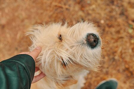 Man petting dog. The puppy walks with the man in the forest at the autumn.