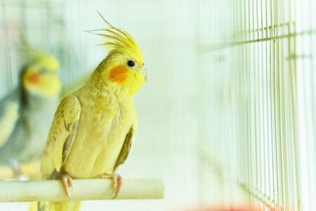 Yellow parrot Corella sitting swinging in a cage next to other birdsの写真素材