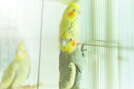 Black with yellow head parrot Corella holding the edge of the cage next to other birdsの写真素材