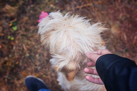 Man petting dog. A person spends time with his pet in the fresh air.の写真素材