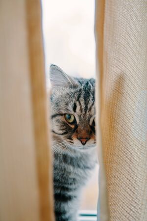 Striped fluffy cat. A cat looks out between the curtains sitting on the window.の写真素材