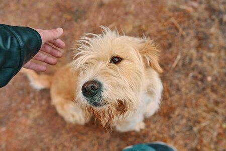 Man petting dog. The puppy walks with the man in the forest at the autumn. Animal portraitの写真素材