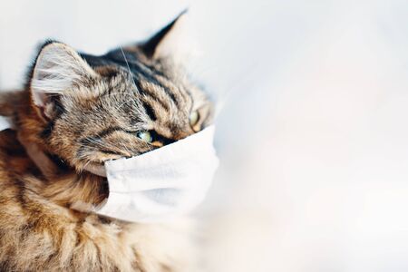 Sad cat in protection medical mask from coronavirus. COVID-19, Coronovirus, hantavirus concept. Pandemic in the world. Kitten wear face shield.の写真素材