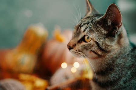 The cute cat looks away. Pumpkins of unusual shape on a green background. Autumn composition with a striped cat, pumpkins and garlands.の写真素材