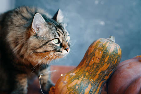 Fluffy cat with pumpkins of different shapes and colors on a blue background. Autumn composition with a cat and pumpkins.の写真素材